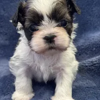 Boy 3, a male Shih Tzu for sale in Beaverdam, VA – Photo 4 of 10