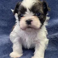 Boy 3, a male Shih Tzu for sale in Beaverdam, VA – Photo 6 of 10