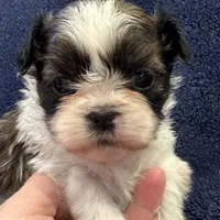 Boy 3, a male Shih Tzu for sale in Beaverdam, VA – Photo 2 of 10