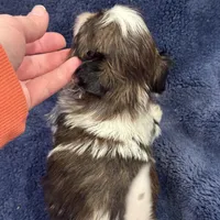 Boy 3, a male Shih Tzu for sale in Beaverdam, VA – Photo 10 of 10