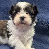 Boy 3, a male Shih Tzu for sale in Beaverdam, VA – Photo 5 of 10