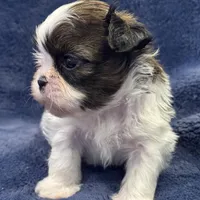 Boy 3, a male Shih Tzu for sale in Beaverdam, VA – Photo 8 of 10