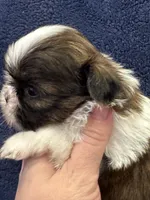 Boy 1, a male Shih Tzu for sale in Beaverdam, VA – Photo 2 of 10