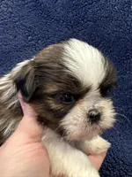 Boy 1, a male Shih Tzu for sale in Beaverdam, VA – Photo 3 of 10
