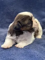Boy 1, a male Shih Tzu for sale in Beaverdam, VA – Photo 6 of 10