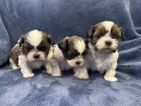 Boy 1, a male Shih Tzu for sale in Beaverdam, VA – Photo 10 of 10