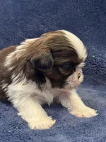 Boy 1, a male Shih Tzu for sale in Beaverdam, VA – Photo 8 of 10