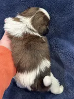 Boy 1, a male Shih Tzu for sale in Beaverdam, VA – Photo 9 of 10