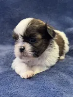 Boy 1, a male Shih Tzu for sale in Beaverdam, VA – Photo 1 of 10