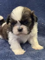 Boy 1, a male Shih Tzu for sale in Beaverdam, VA – Photo 7 of 10