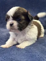 Boy 1, a male Shih Tzu for sale in Beaverdam, VA – Photo 5 of 10