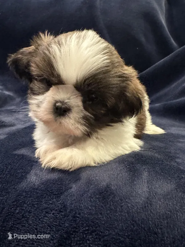 Boy 1 – Shih Tzu puppy for sale in Beaverdam, VA