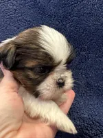 Boy 1, a male Shih Tzu for sale in Beaverdam, VA – Photo 4 of 10