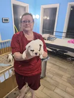 Yellow Girl , a female English Bulldog for sale in Eastanollee, GA – 2 of 6