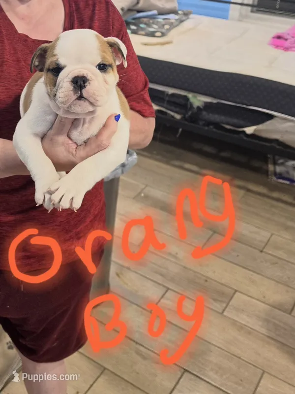 Orange Boy – English Bulldog puppy for sale in Eastanollee, GA