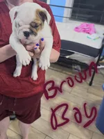 Brown boy, a male English Bulldog for sale in Eastanollee, GA – 2 of 4