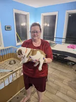Orange Boy, a male English Bulldog for sale in Eastanollee, GA – 4 of 4