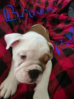 Brown boy, a male English Bulldog for sale in Eastanollee, GA – 3 of 4
