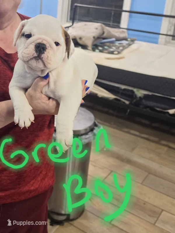 Green boy – English Bulldog puppy for sale in Eastanollee, GA