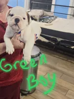 Green boy, a male English Bulldog for sale in Eastanollee, GA – 1 of 5