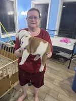 Brown boy, a male English Bulldog for sale in Eastanollee, GA – 4 of 4