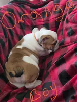 Orange Boy, a male English Bulldog for sale in Eastanollee, GA – 2 of 4