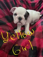 Yellow Girl , a female English Bulldog for sale in Eastanollee, GA – 5 of 6