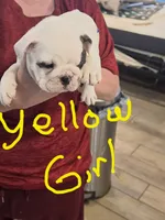Yellow Girl , a female English Bulldog for sale in Eastanollee, GA – 1 of 6