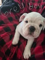 Gray boy, a male English Bulldog for sale in Eastanollee, GA – 2 of 4