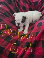 Yellow Girl , a female English Bulldog for sale in Eastanollee, GA – 6 of 6