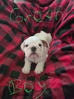 Green boy, a male English Bulldog for sale in Eastanollee, GA – 3 of 5