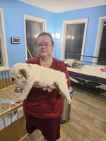Green boy, a male English Bulldog for sale in Eastanollee, GA – 4 of 5