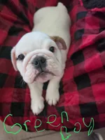 Green boy, a male English Bulldog for sale in Eastanollee, GA – 5 of 5