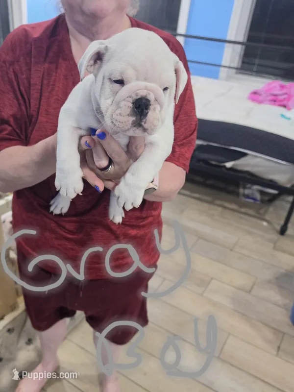Gray boy – English Bulldog puppy for sale in Eastanollee, GA