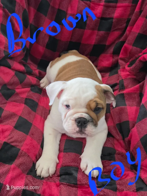 Brown boy – English Bulldog puppy for sale in Eastanollee, GA
