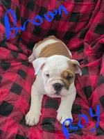 Brown boy, a male English Bulldog for sale in Eastanollee, GA – 1 of 4