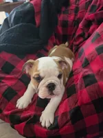 Orange Boy, a male English Bulldog for sale in Eastanollee, GA – 3 of 4