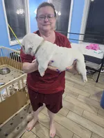 Gray boy, a male English Bulldog for sale in Eastanollee, GA – 4 of 4