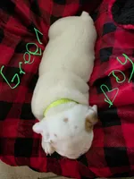 Green boy, a male English Bulldog for sale in Eastanollee, GA – 2 of 5