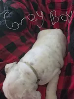 Gray boy, a male English Bulldog for sale in Eastanollee, GA – 3 of 4