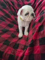 Yellow Girl , a female English Bulldog for sale in Eastanollee, GA – 3 of 6