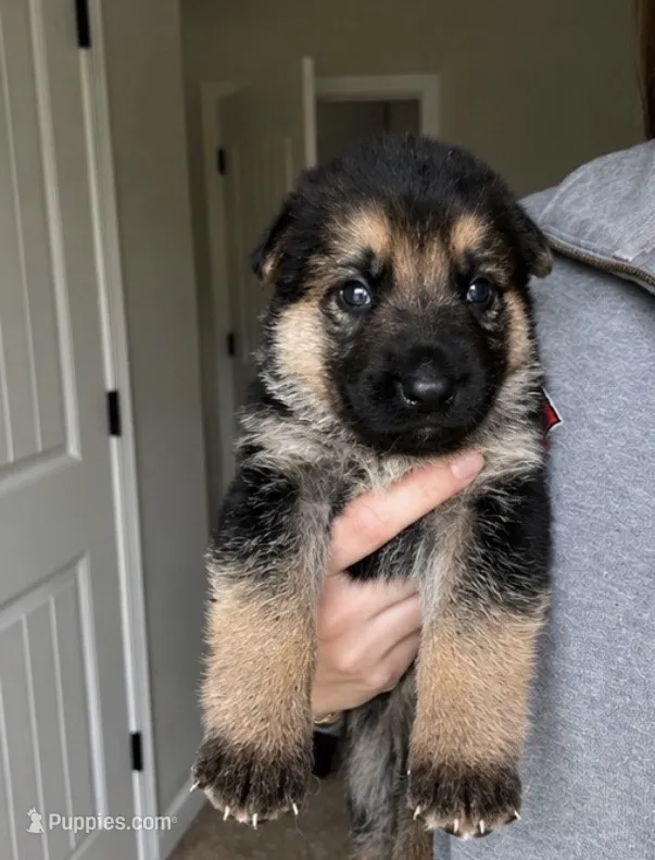 Bella – German Shepherd Dog puppy for sale in Warrensburg, MO
