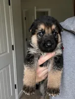 Bella, a female German Shepherd Dog for sale in Warrensburg, MO – 1 of 1