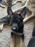 Duke, a male German Shepherd Dog for sale in Warrensburg, MO – 2 of 2