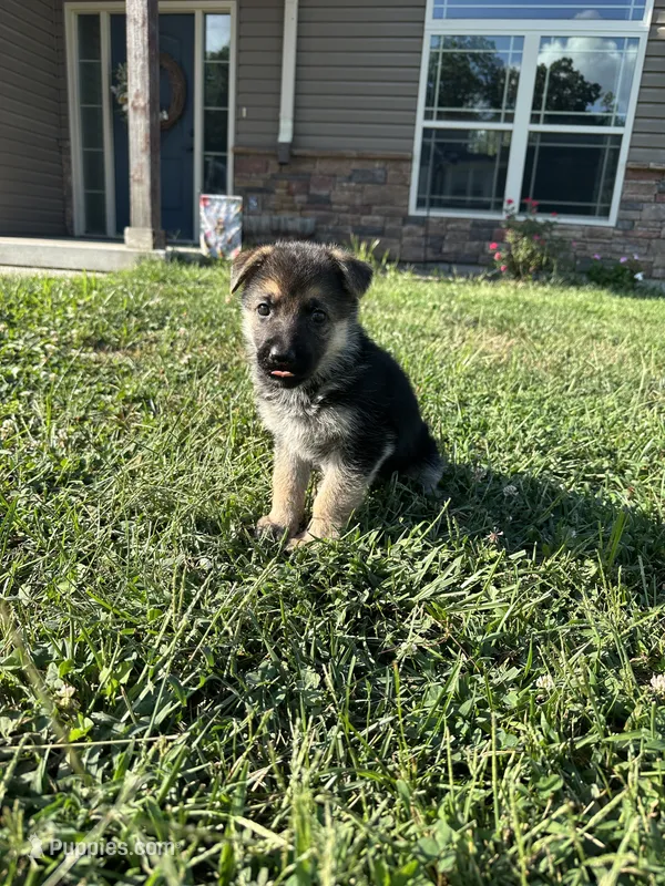 Mia – German Shepherd Dog puppy for sale in Warrensburg, MO