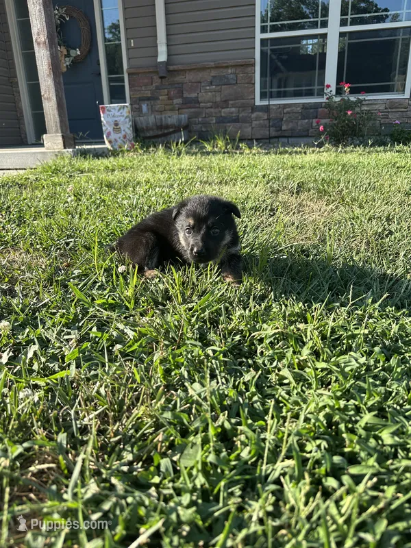 Rex – German Shepherd Dog puppy for sale in Warrensburg, MO