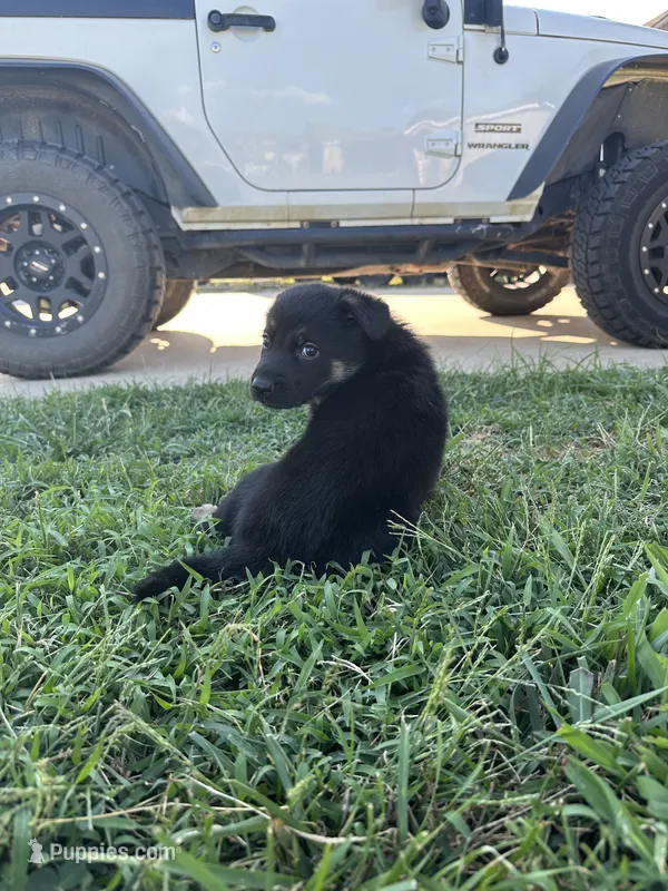 Duke – German Shepherd Dog puppy for sale in Warrensburg, MO