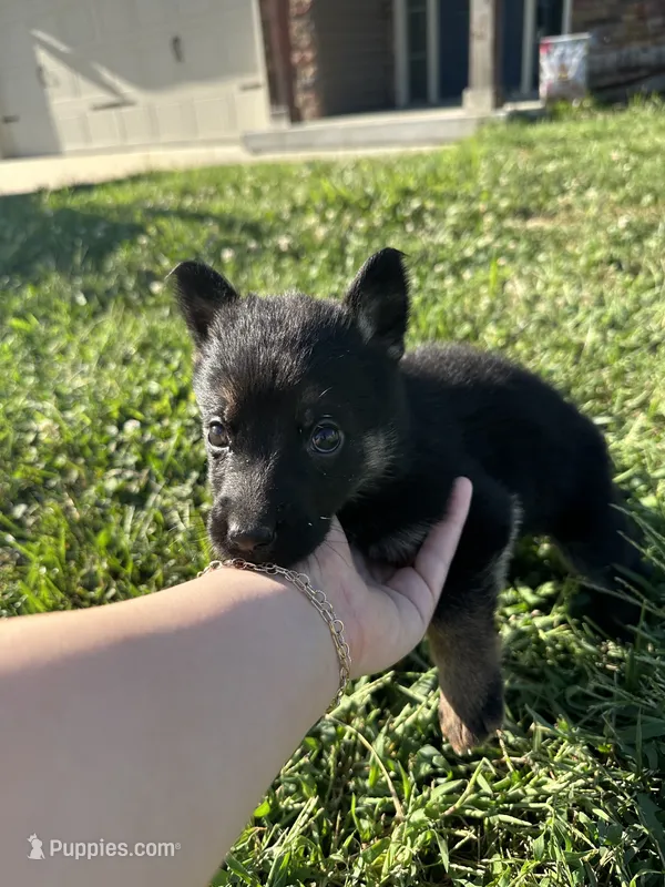 Bella – German Shepherd Dog puppy for sale in Warrensburg, MO