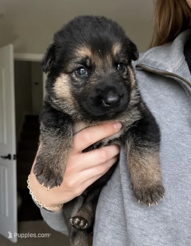 Sara – German Shepherd Dog puppy for sale in Warrensburg, MO