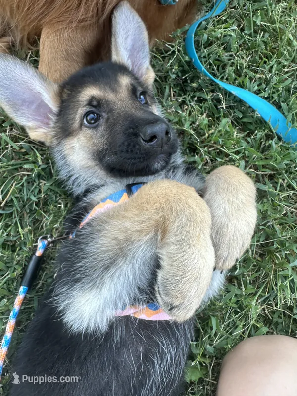 Mia – German Shepherd Dog puppy for sale in Warrensburg, MO